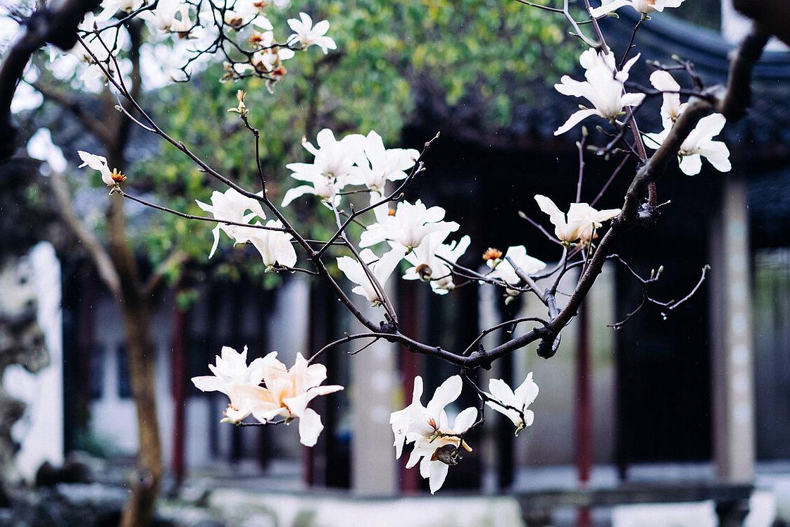 苏州旅游十大赏花景点,苏州赏花最佳景区排名