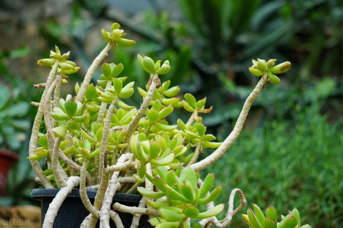 燕子掌怎么养长得最快,燕子掌怎么养粗壮又好看