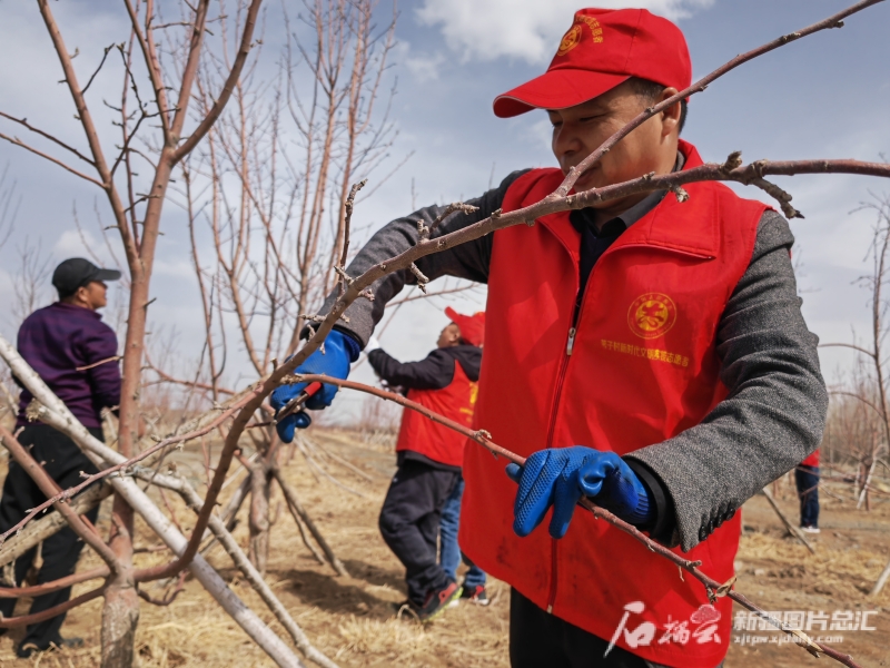 挖沟换土50万立方米乌鲁木齐这块石头地上如今果树成林