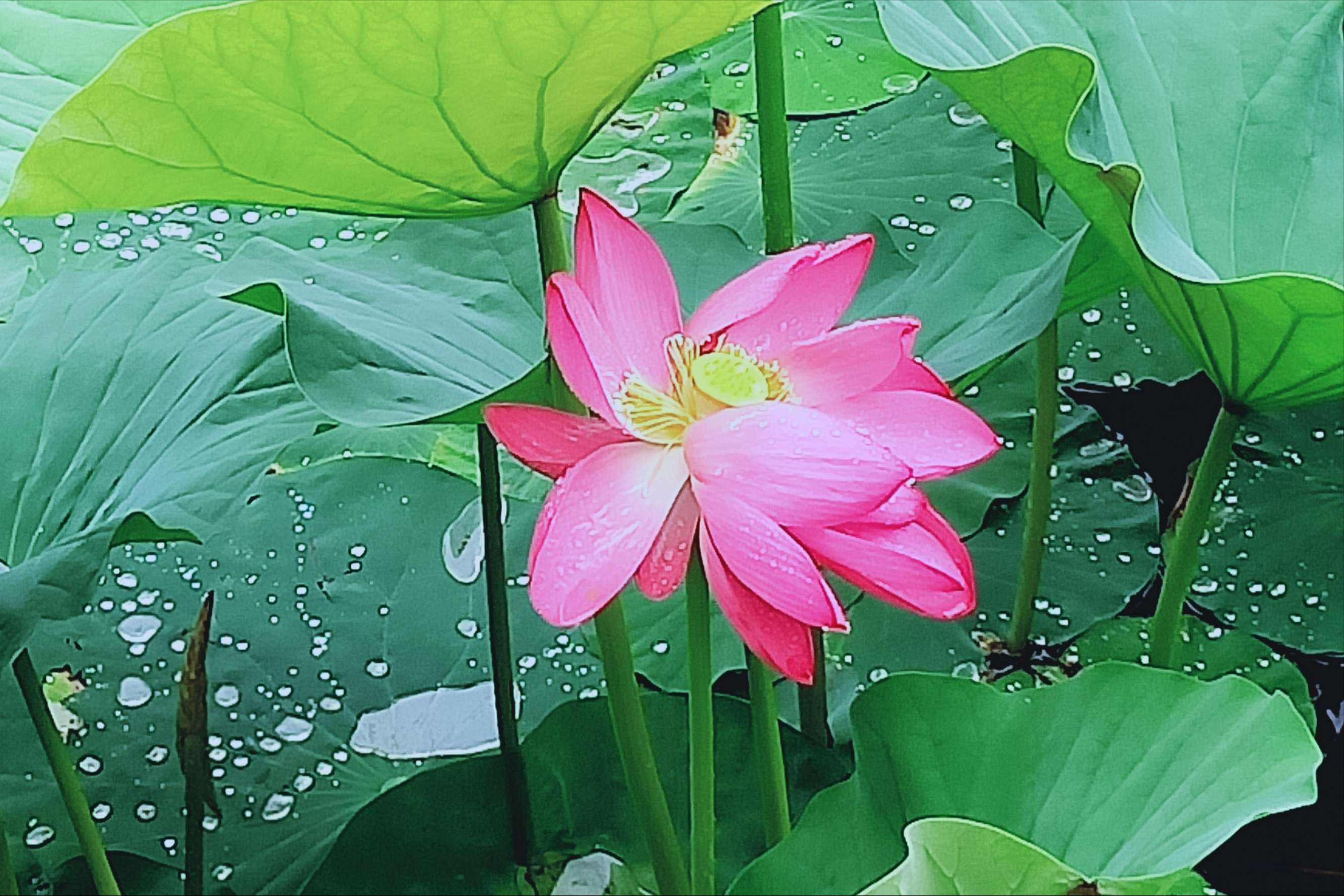 70句唯美荷花诗词,关于荷花的绝美诗句