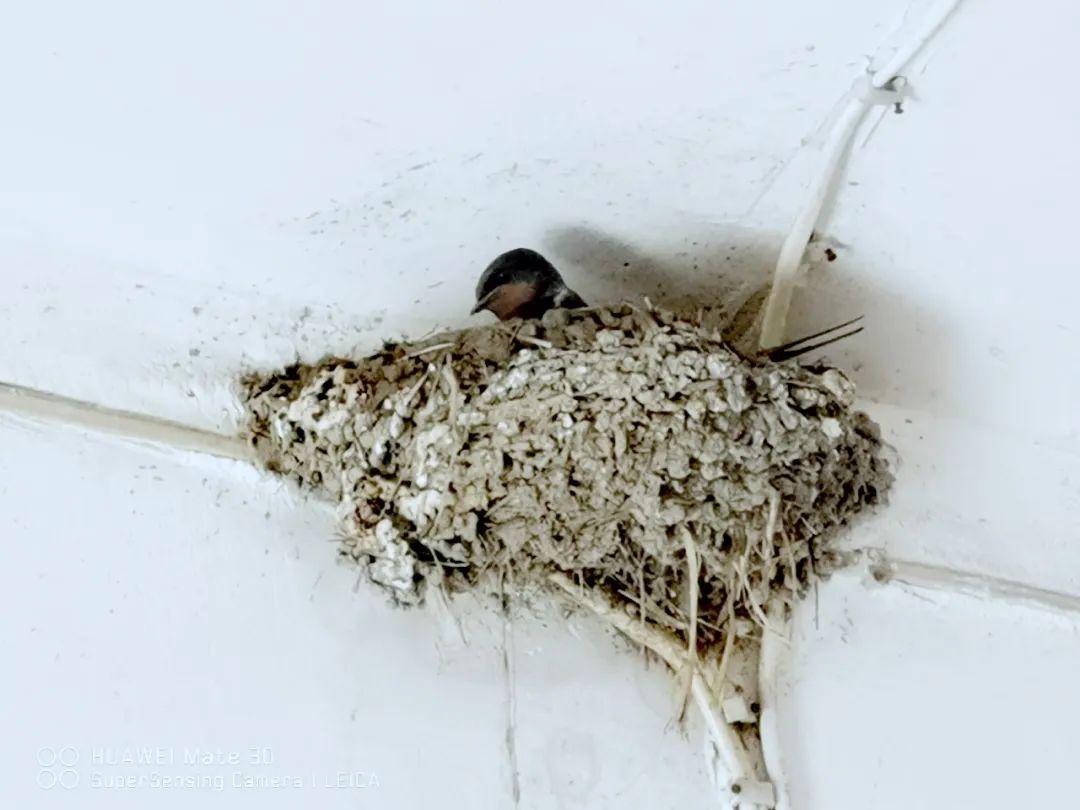 泰国燕窝值钱吗,泰国金丝燕窝多少钱一个