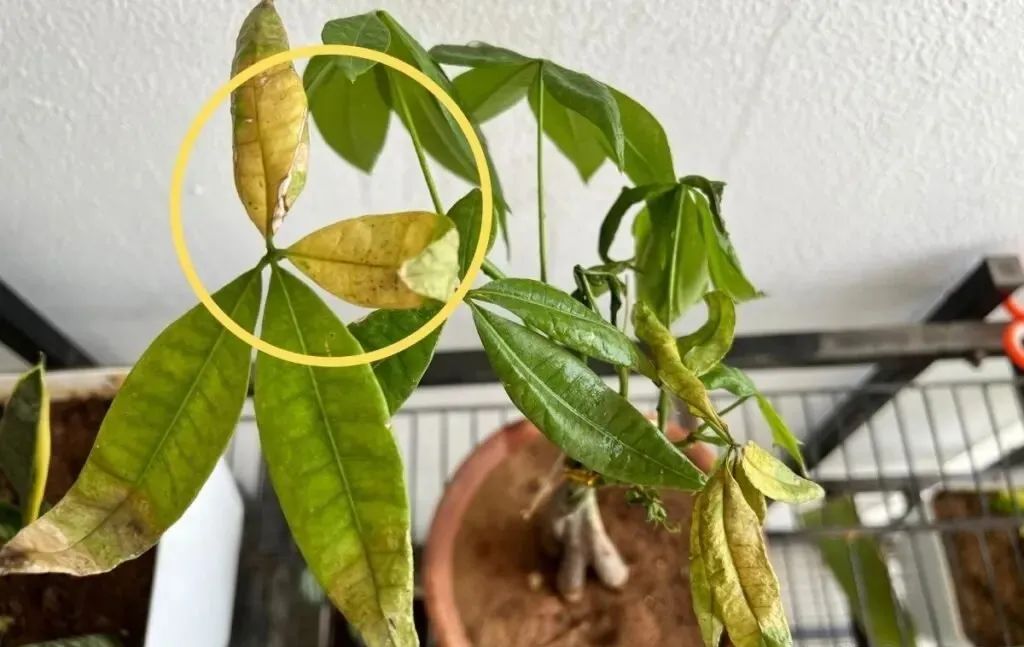 水多的植物如何挽救？植物烂根的迹象，如何拯救烂根植物？