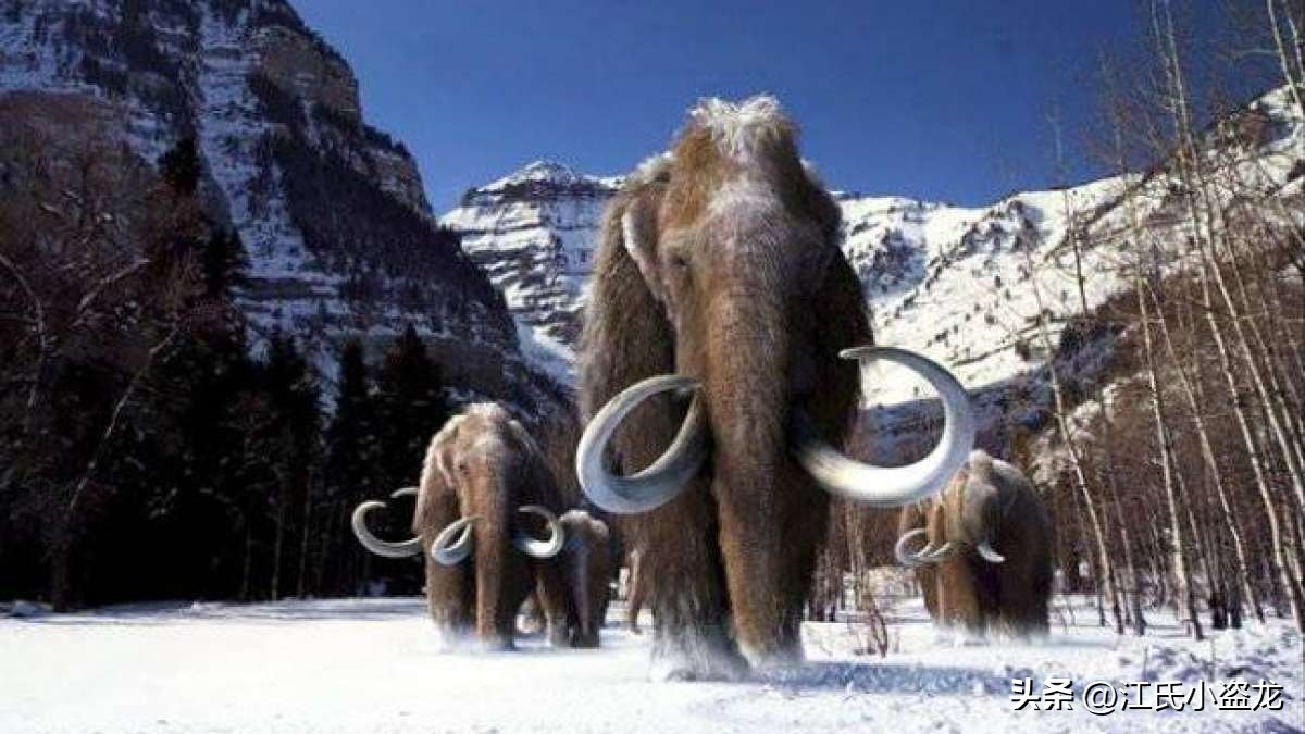 史前巨兽猛犸象还能复活吗,史前巨兽板齿犀和猛犸象谁最大