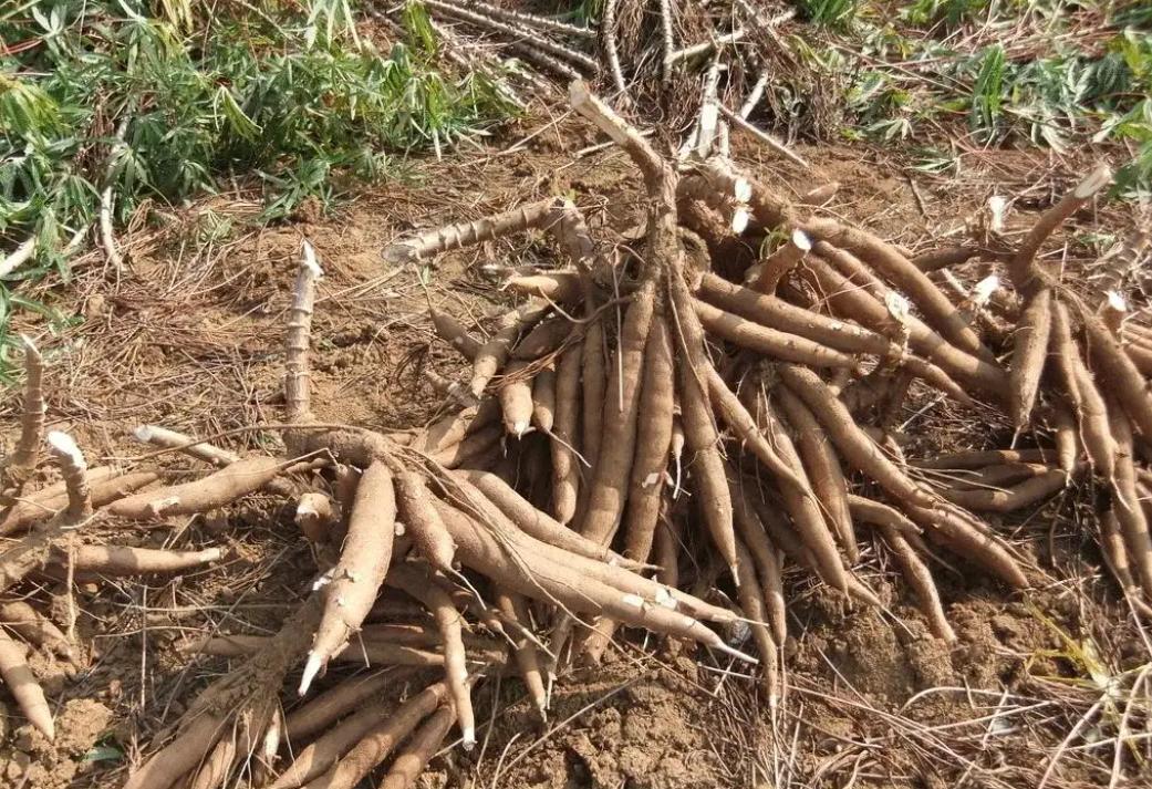 木薯粉食物中毒,木薯粉中毒新闻