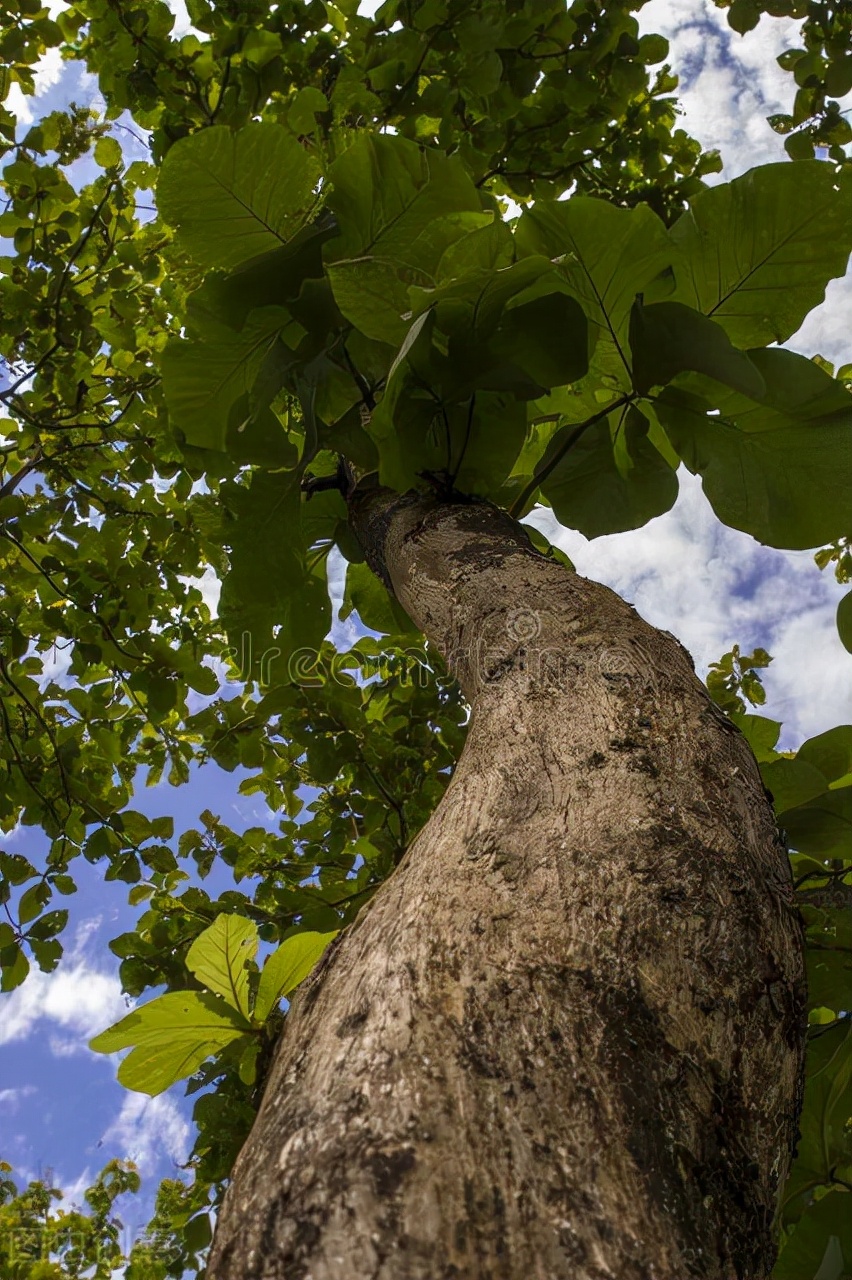 万木之王柚木图片,万木之王缅甸柚木