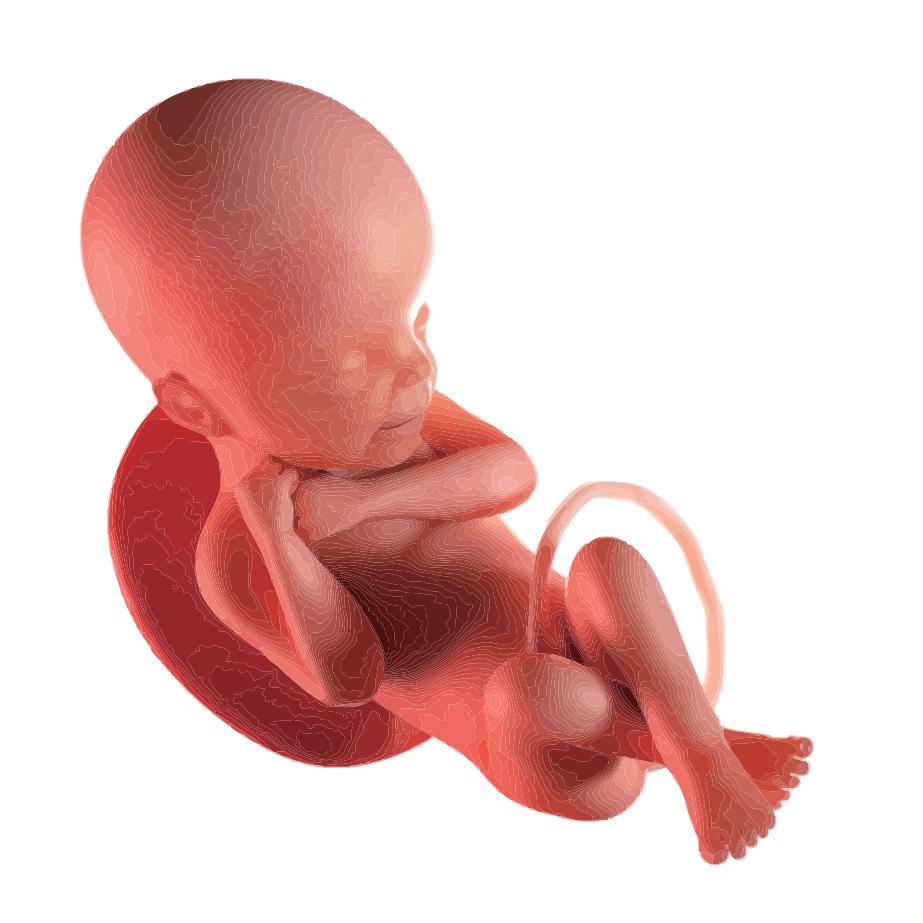 孕妈必备小手册,孕妇健康手册孕妇宝典