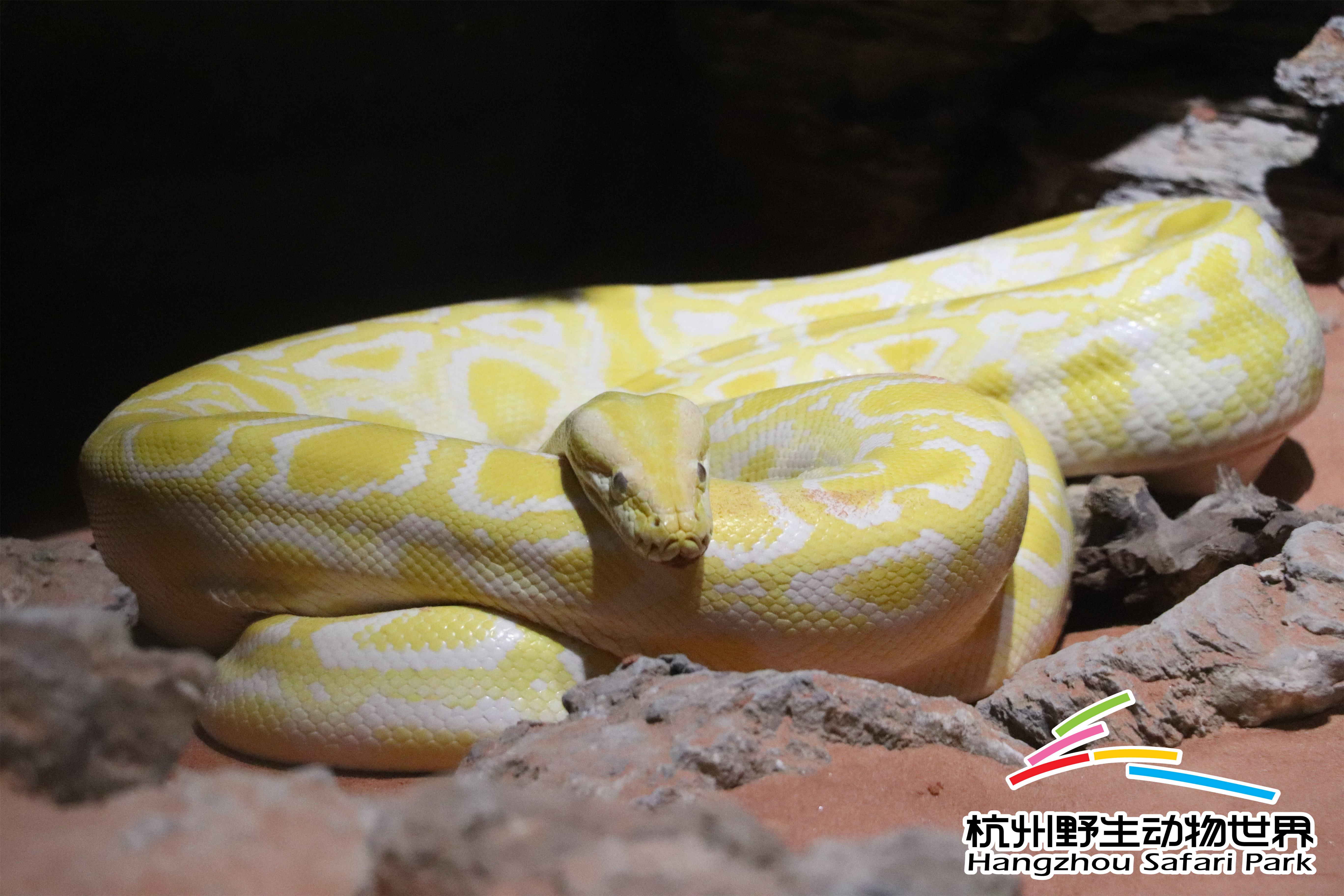 寒潮来袭冻真格,杭州野生动物世界过冬