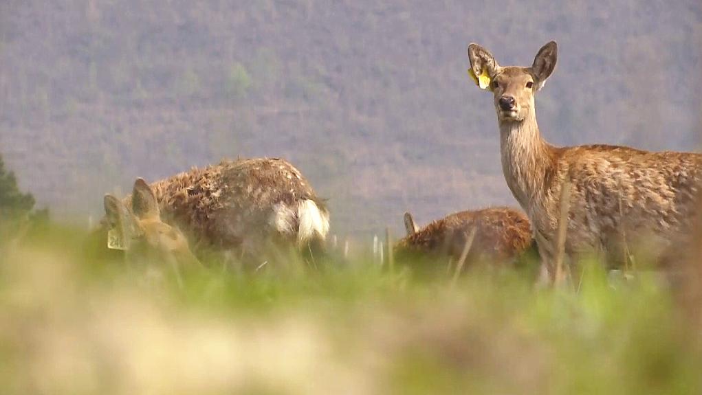 惠水县养殖猪,贵州养殖鹿基地