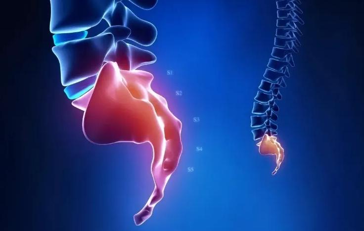 人体无用的6种器官是什么,人体最鸡肋的器官