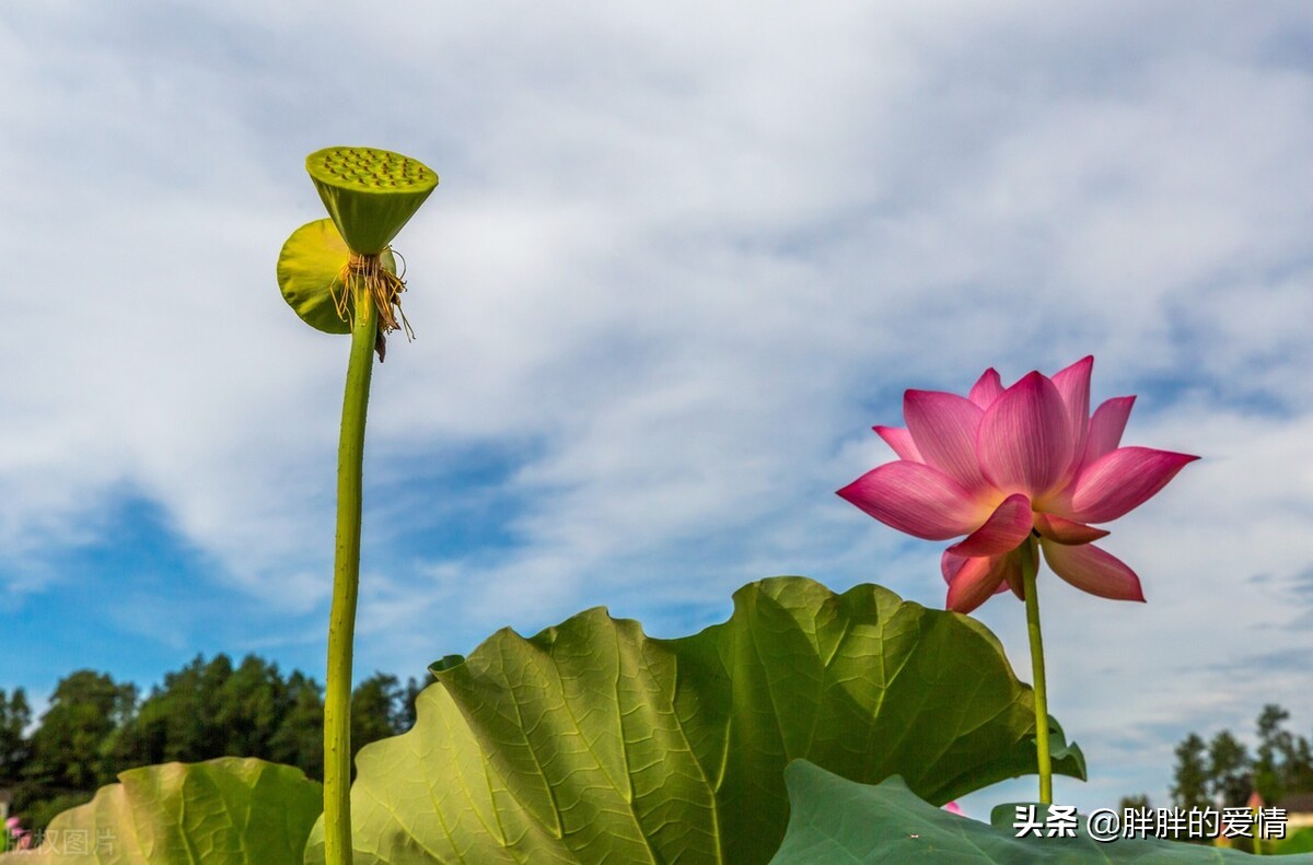 人生是一场追求生活是一种领悟,生活需要磨练人生更需要洞悟