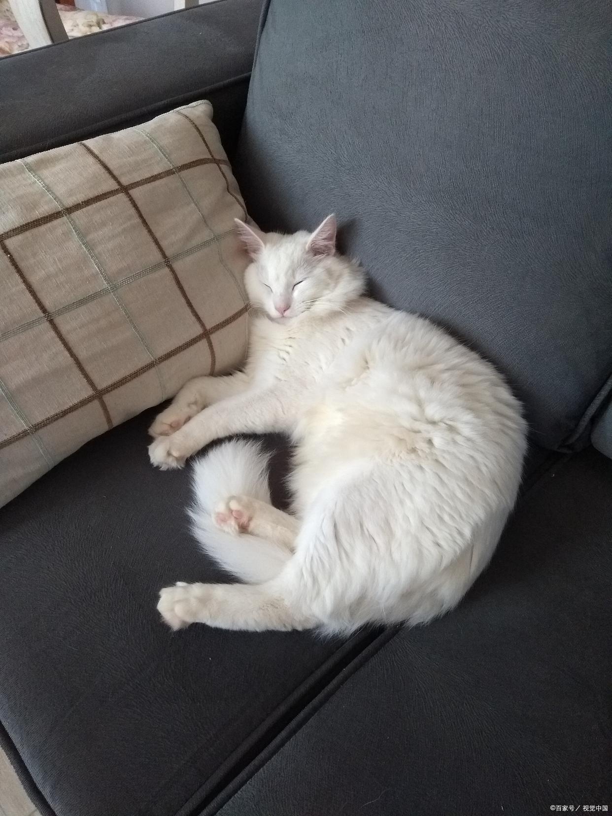 一只猫尾巴翘起来,一只猫的尾巴为什么翘起来