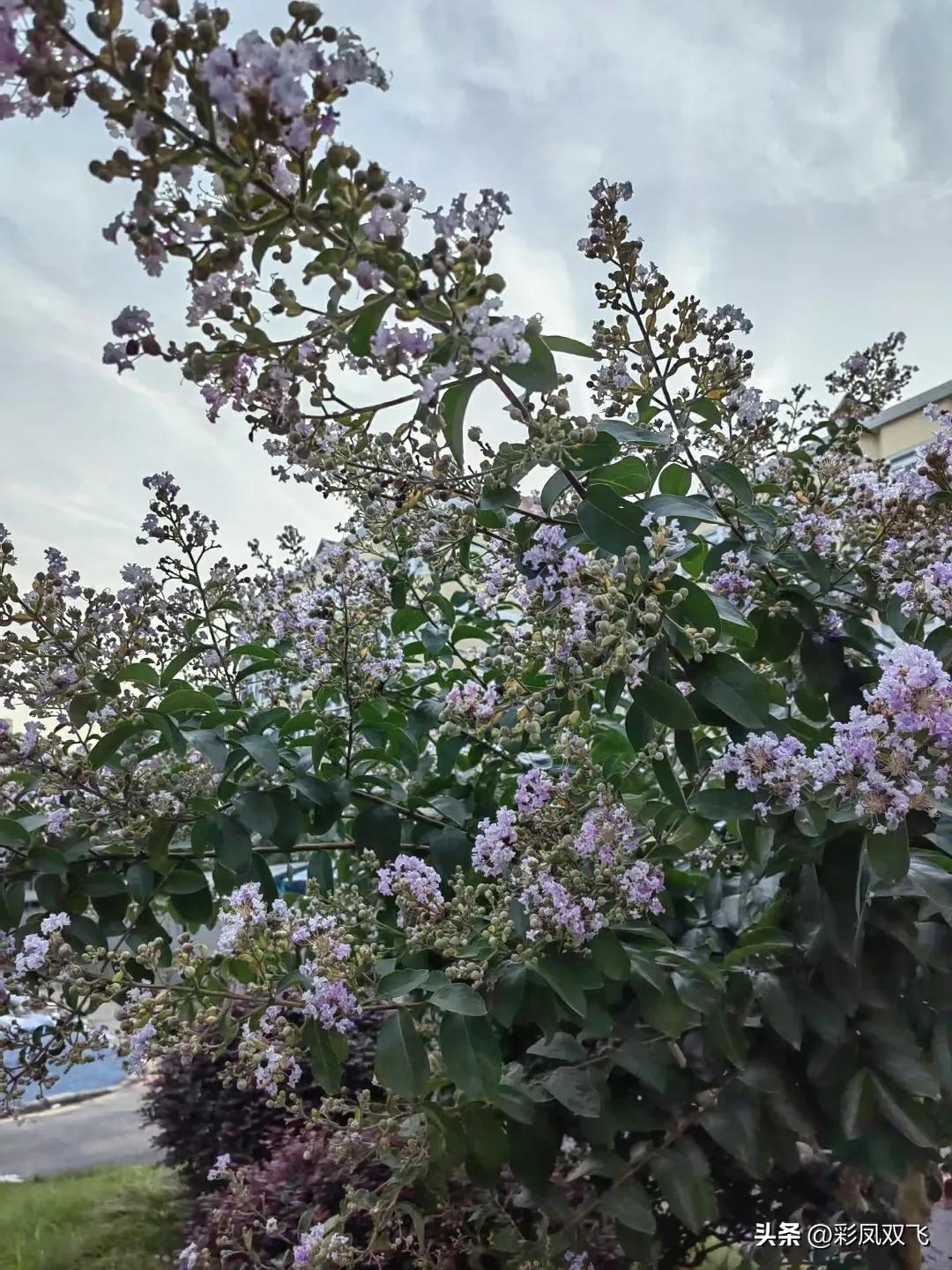 紫薇树图片,紫薇星