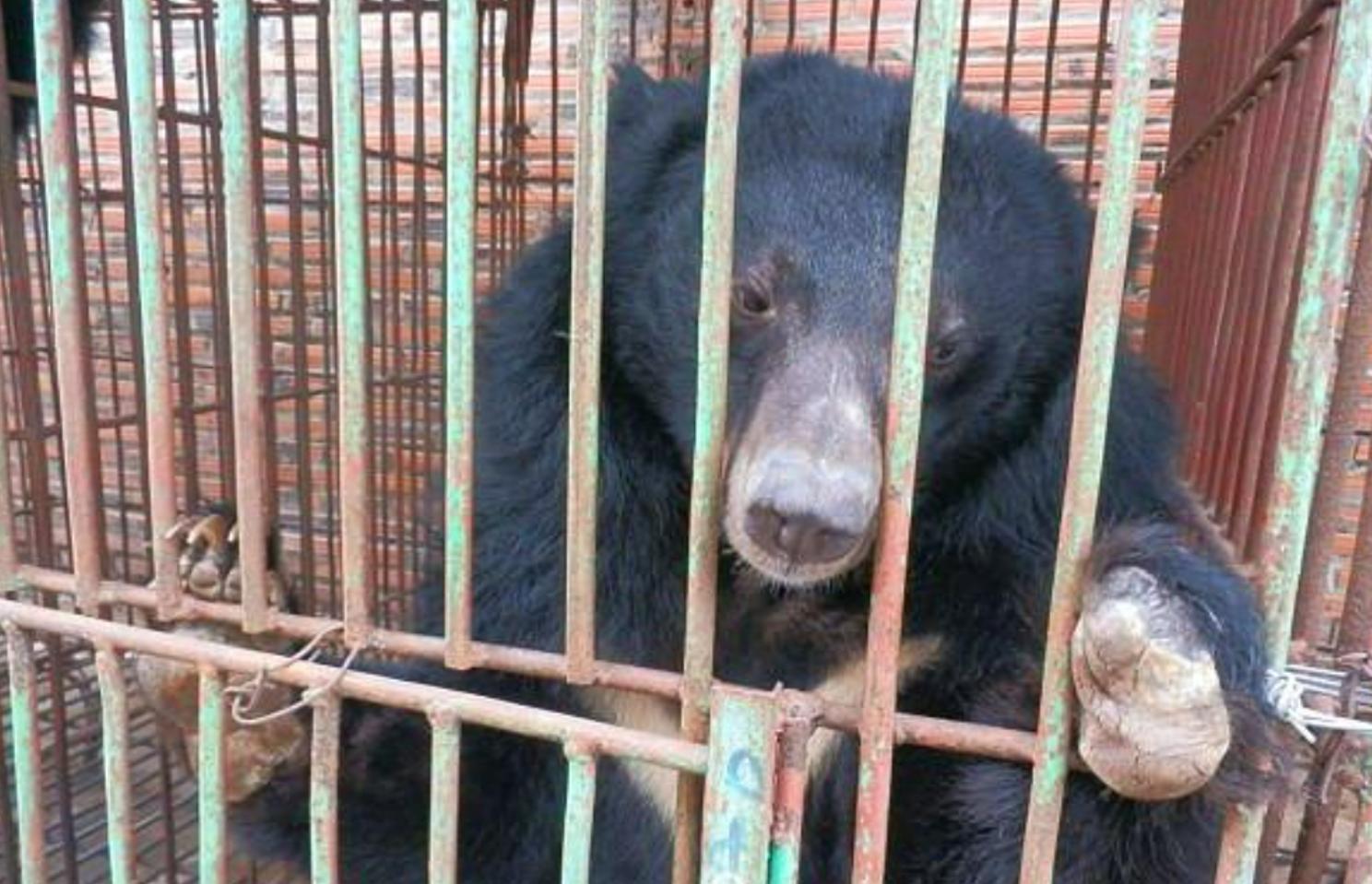 活熊采胆犯法吗,活熊取肝对熊的危害