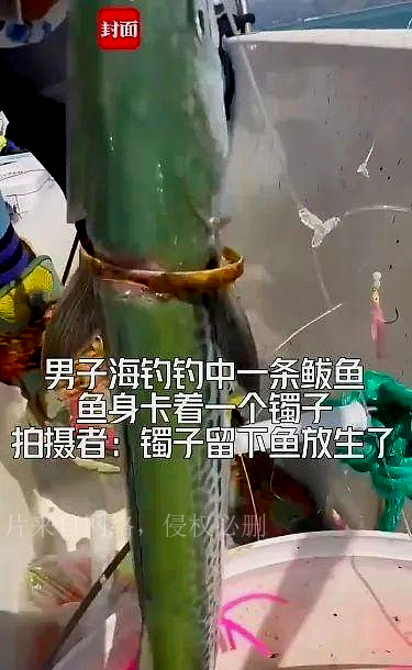 男子海钓遇到鱼身卡金镯,海钓鲅鱼身上套一只金镯真相