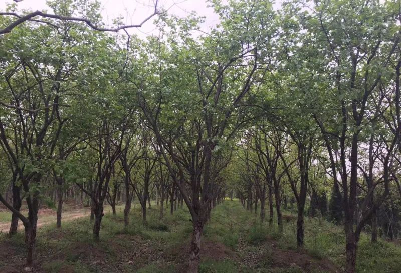 春季绿化苗木栽植流程,绿化苗木专用的施肥方法