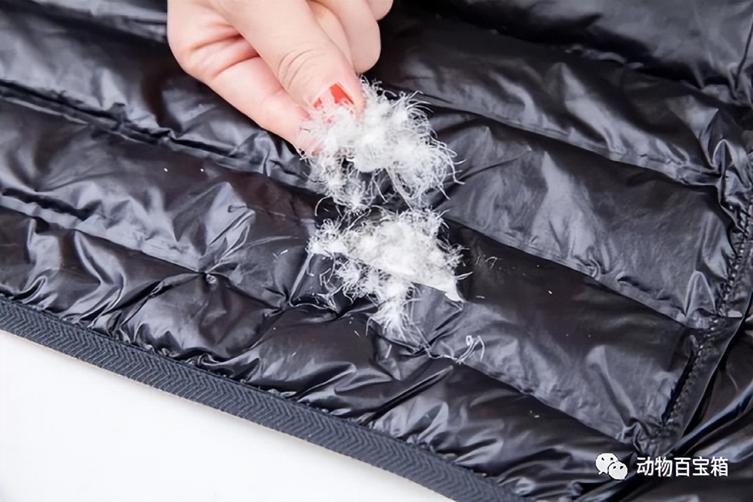 鹅绒是从活鹅身上拔的吗,鹅绒被跑出来的绒会呼吸进肺里吗