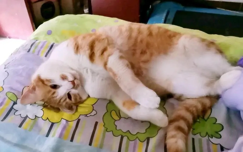 外出一周家里的猫怎么办,出门了家里的猫咪怎么办