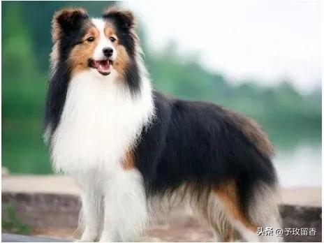 宠物狗应该怎么养详细介绍科普,宠物狗喂养及训练方法有哪些