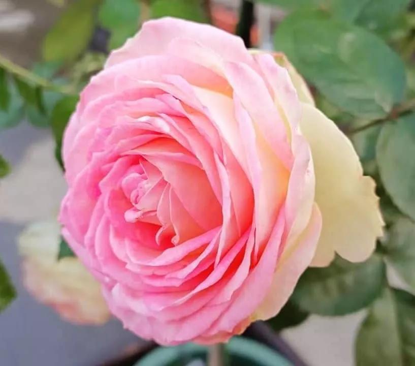 月季品种醉花,月季品种大全及图片欣赏