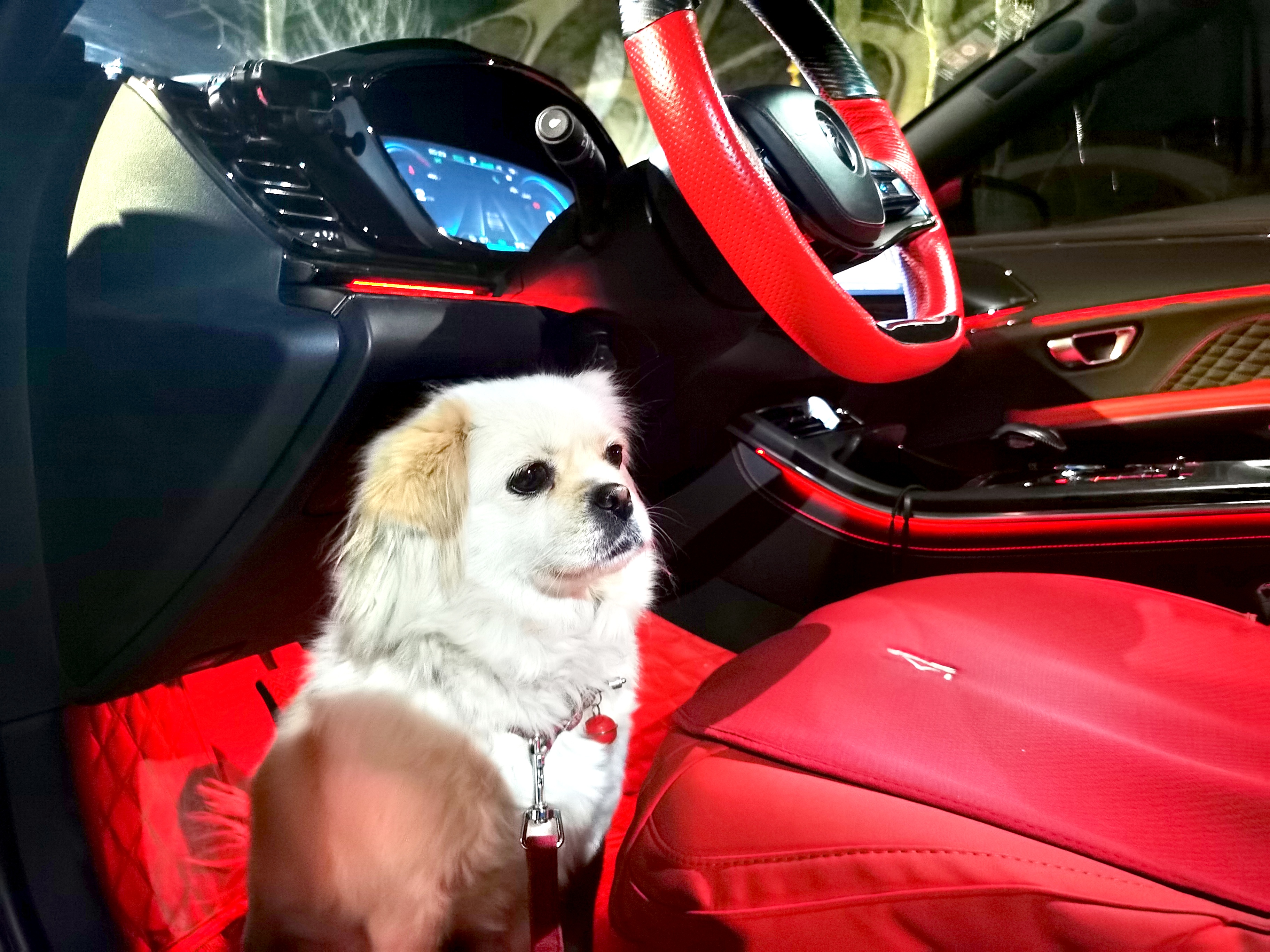 绽放巴黎在哪儿看,2022世界杯看球最好的位置