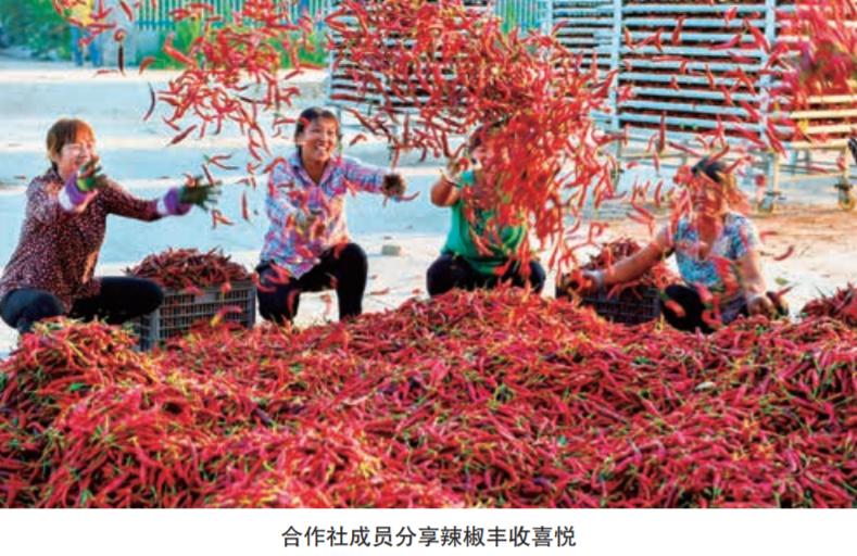 规范引领促发展“小辣椒”铺就大产业——陕西省兴平市金鹏农业专业合作社