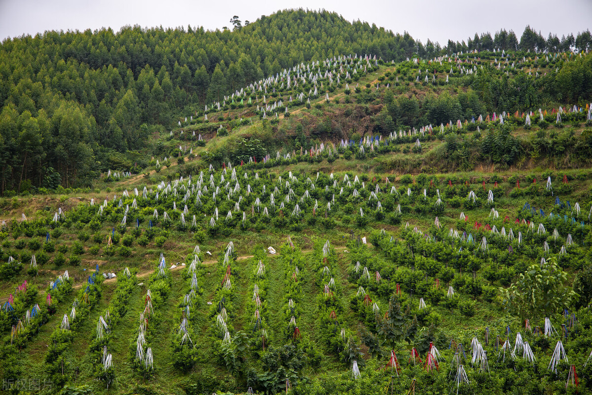 中俄农业合作新政策 (中俄农业合作最新消息)