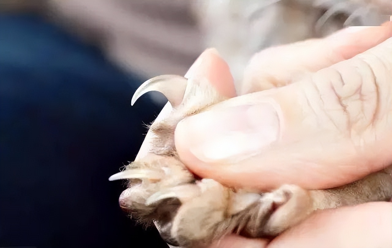 老祖宗严选的猫,老祖宗传下来的选猫秘诀
