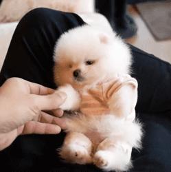 最爱吃醋的小奶狗,最爱吃醋狗狗