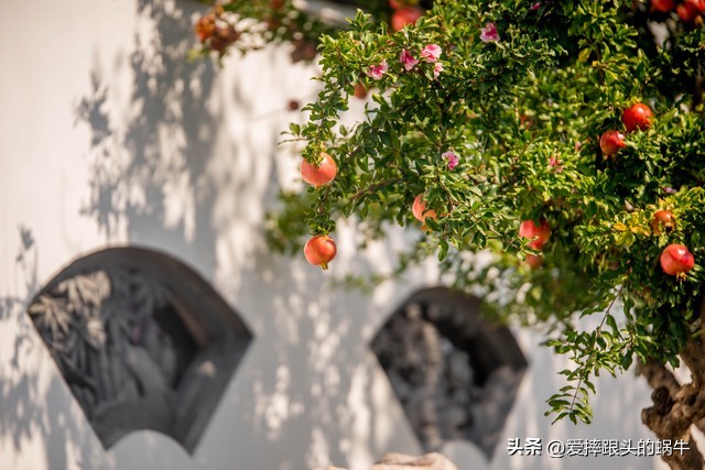 石榴花壁纸生如夏花,石榴花盛开的夏天