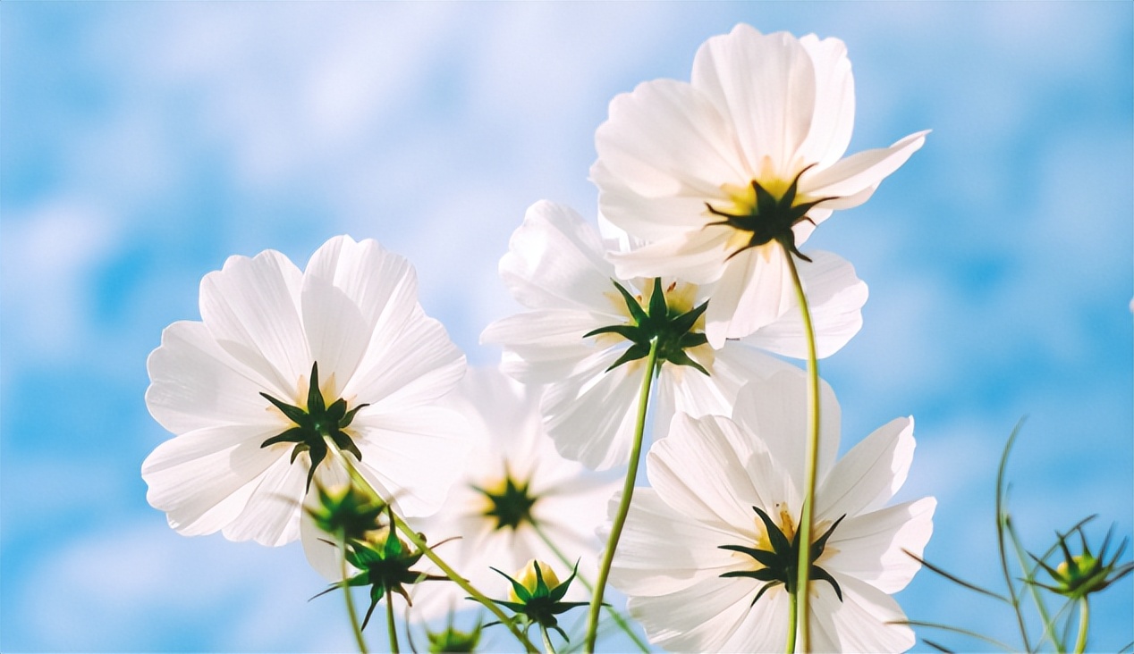 内容电商的市场机遇,内容营销黄金时代已过