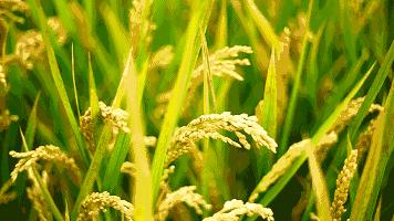 鏃ユ湰涓轰粈涔堝湪灞变笢绉熷湴,鏃ユ湰涓轰粈涔堝湪涓浗绉熷湴