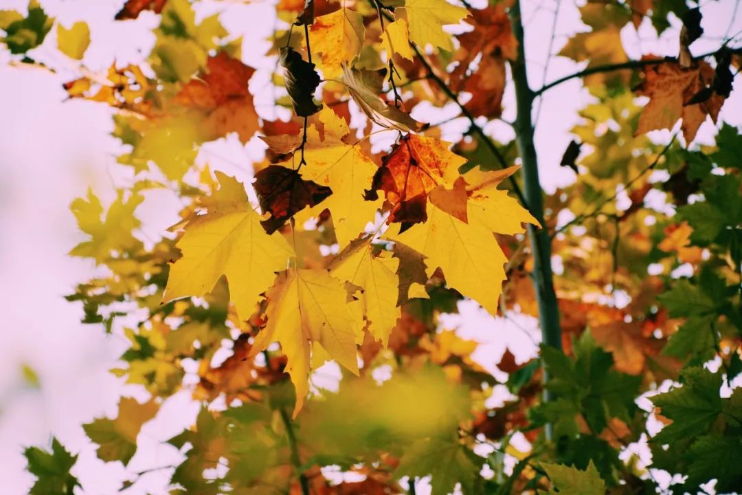 读唐诗三百首可以领悟到些什么,唐诗三百首必背经典100句