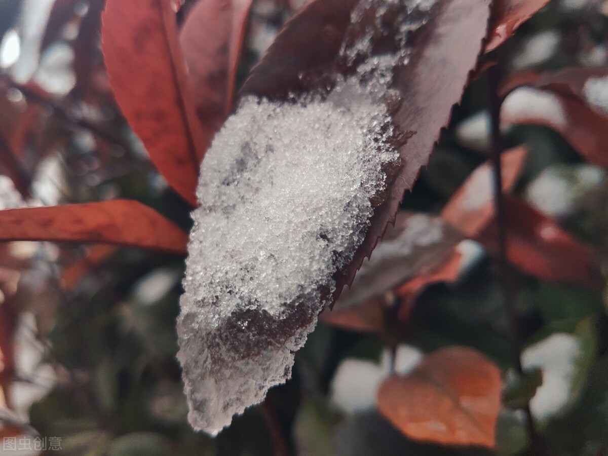 离离原上草一岁一枯荣的翻译,离离原上草一岁一枯荣诗句的意思