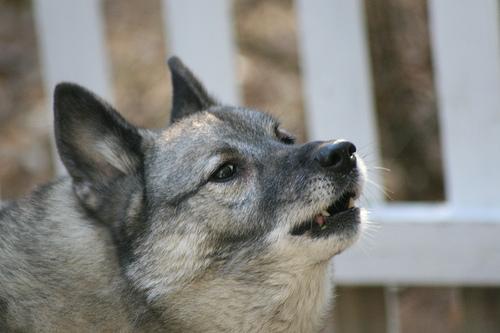 爱狗人士福利！Python源码获取狗狗图片！赶快入手！