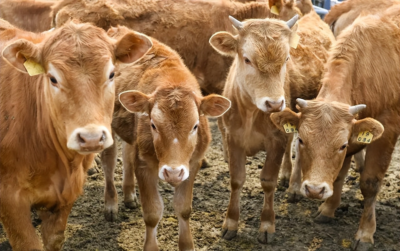 在农村养什么销路最好,在农村老家养什么能赚钱