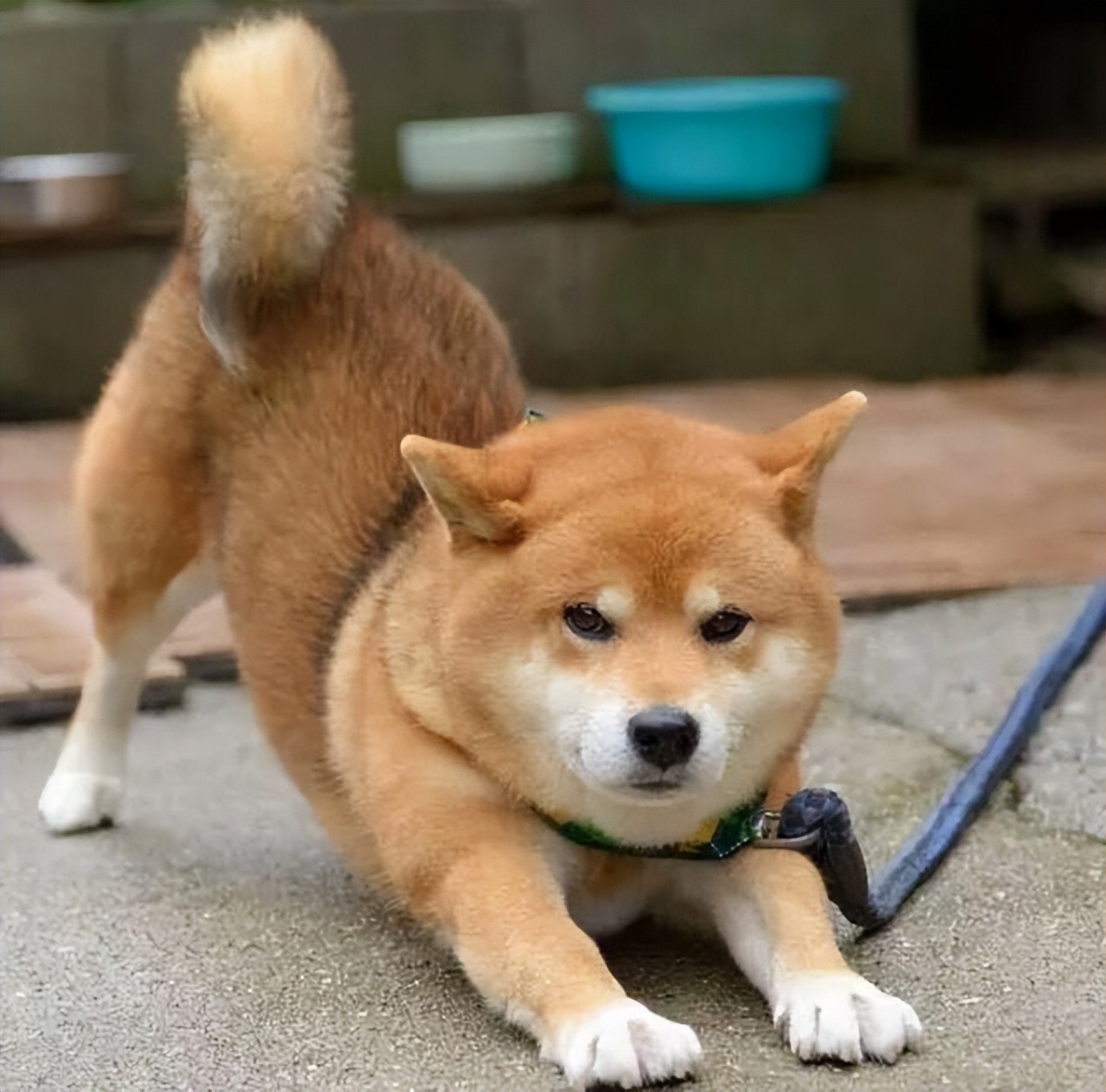 狗狗对你侧躺表示什么,狗狗向你伸懒腰表示什么