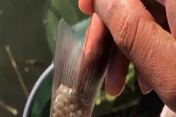 开春钓鱼有鱼在窝里,钓来的鲫鱼发红