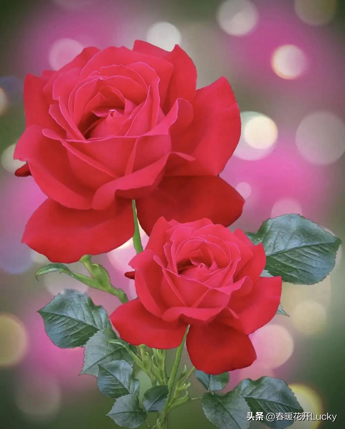 花红花火中的花火,火黄色月季花