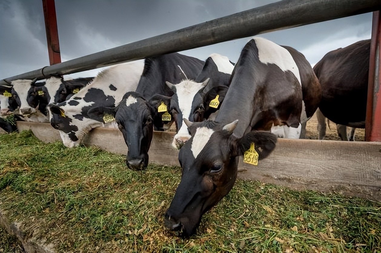 奶牛酸中毒怎么治疗最有效,奶牛瘤胃怎么改善