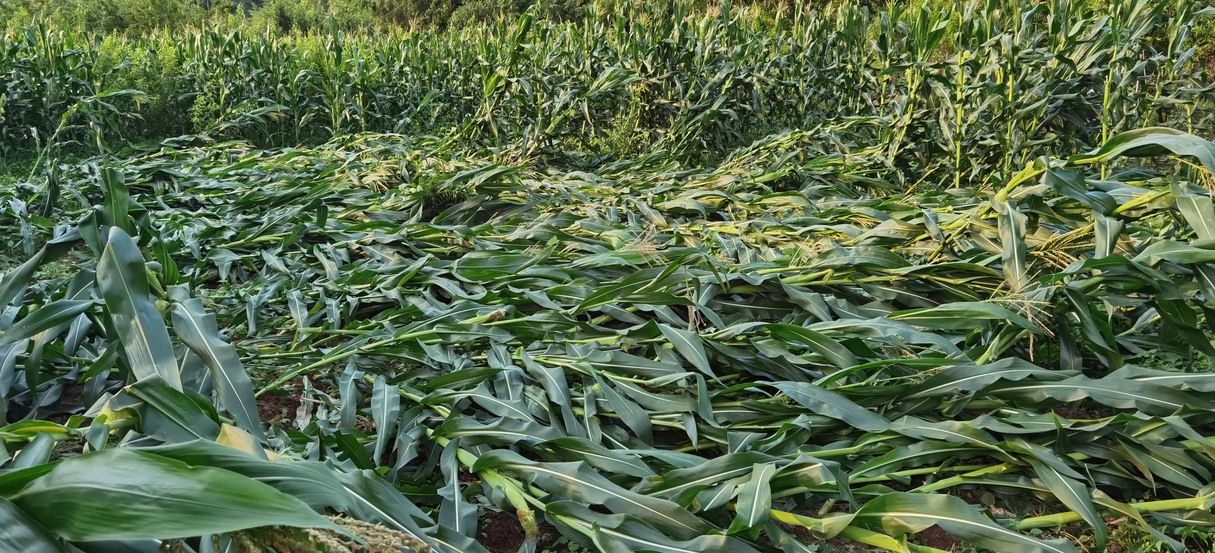 说农业是暴利行业的视频,农业种植暴利的原因有哪些