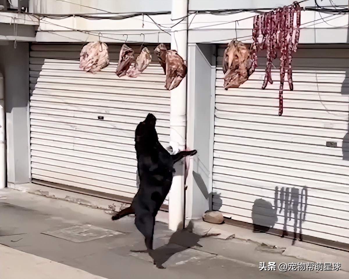 狗狗看见晒的腊肉香肠馋得直跳脚,狗子眼红主人吃肉
