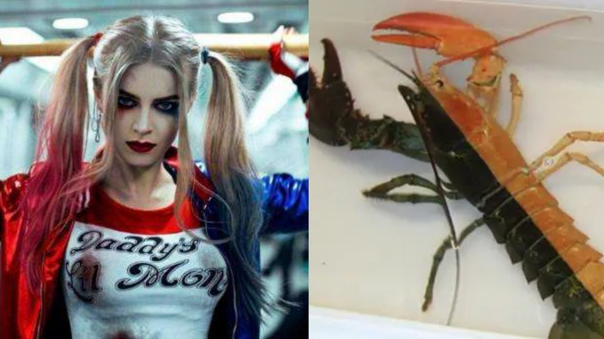 世界上最可怕的10种变异蜗牛,世界上最稀有的蜗牛品种