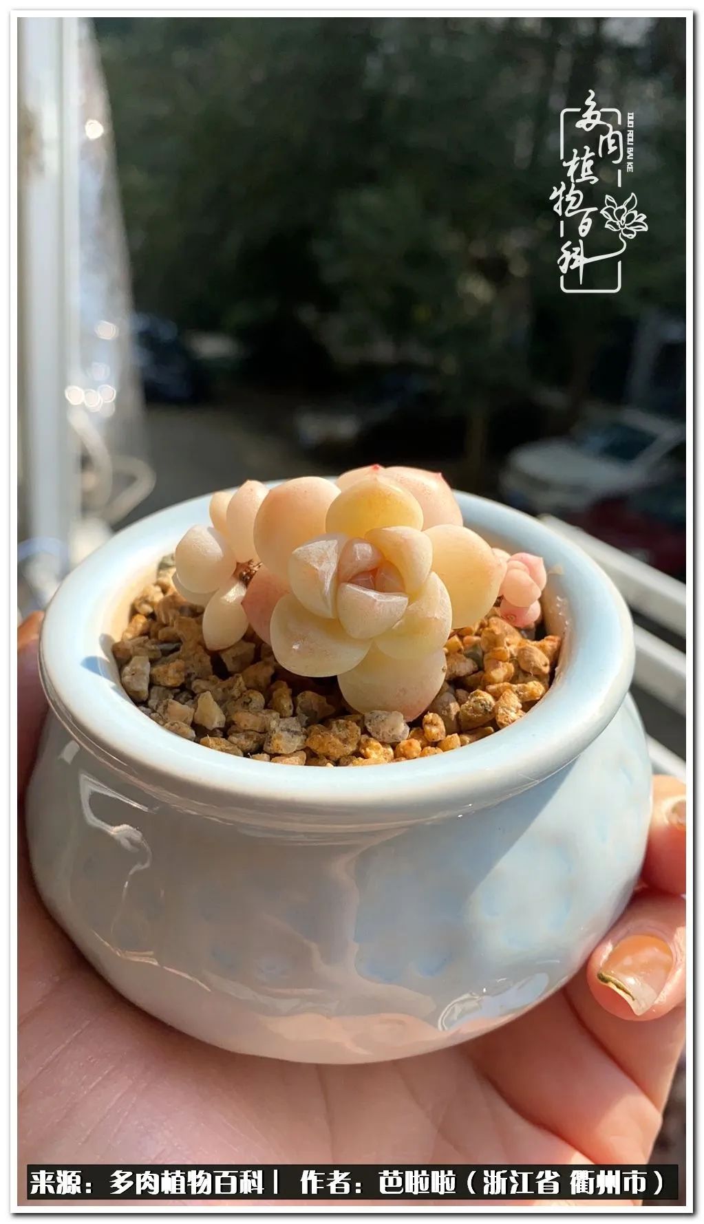 超级能治愈心情的多肉,治愈心灵的彩色植物