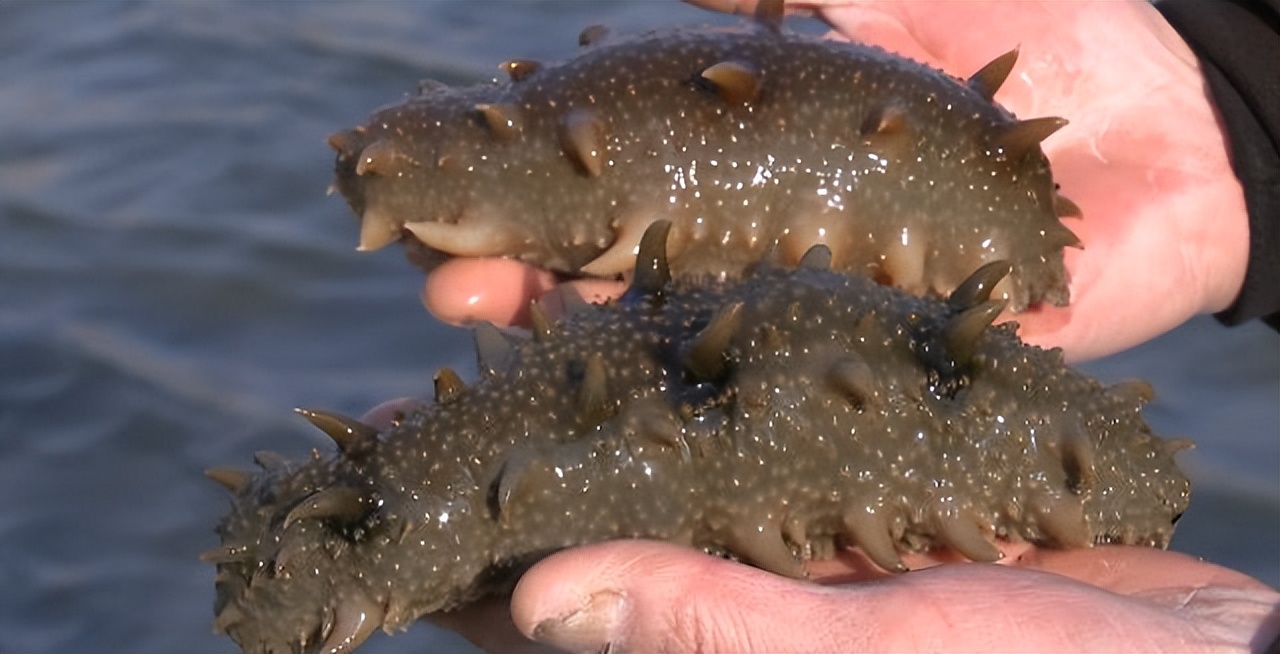 如何选择海参养殖方法,野生海参和人工养殖海参有啥区别