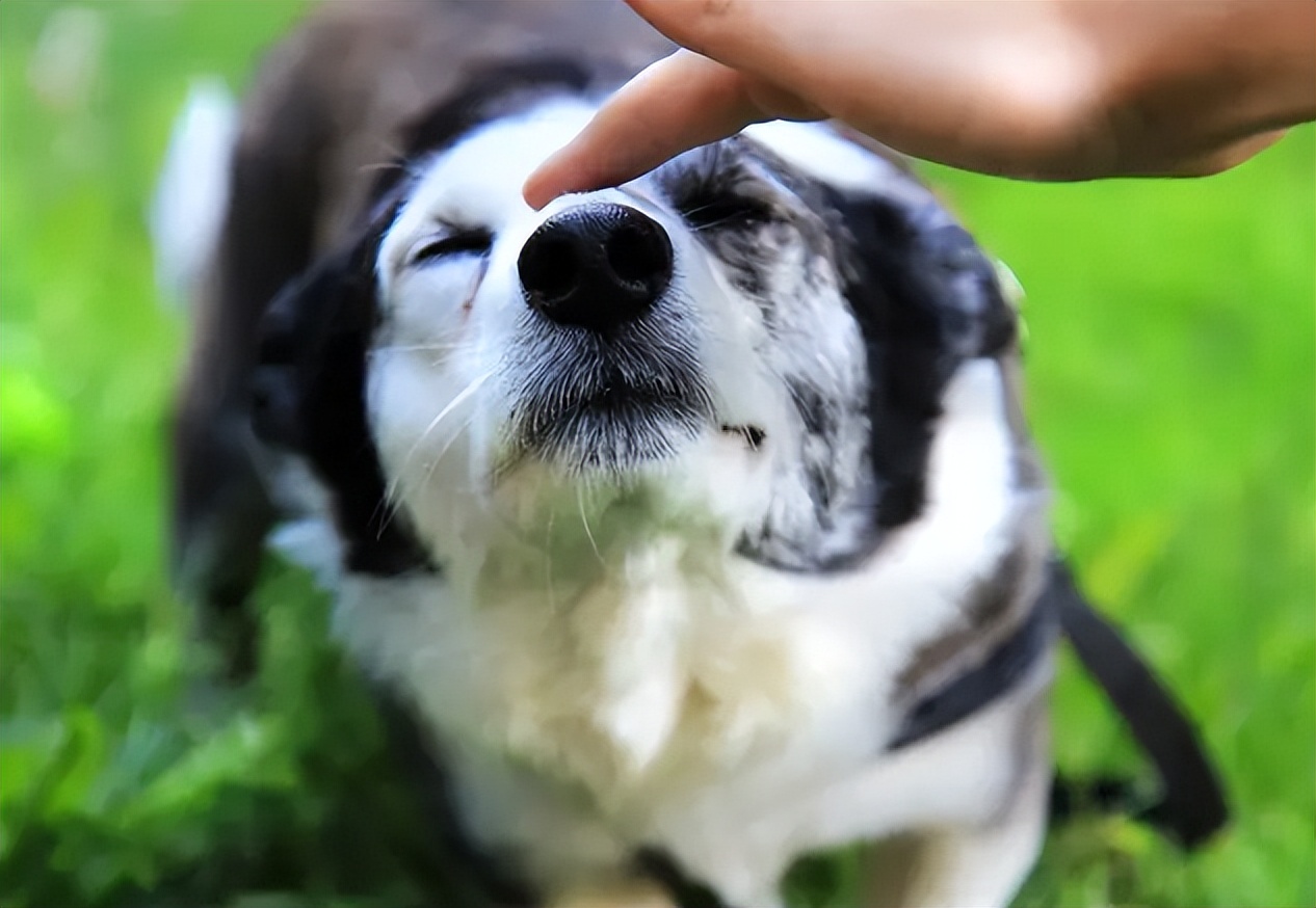 告诉狗狗秘密,告诉你一个秘密养猫千万别养黑猫