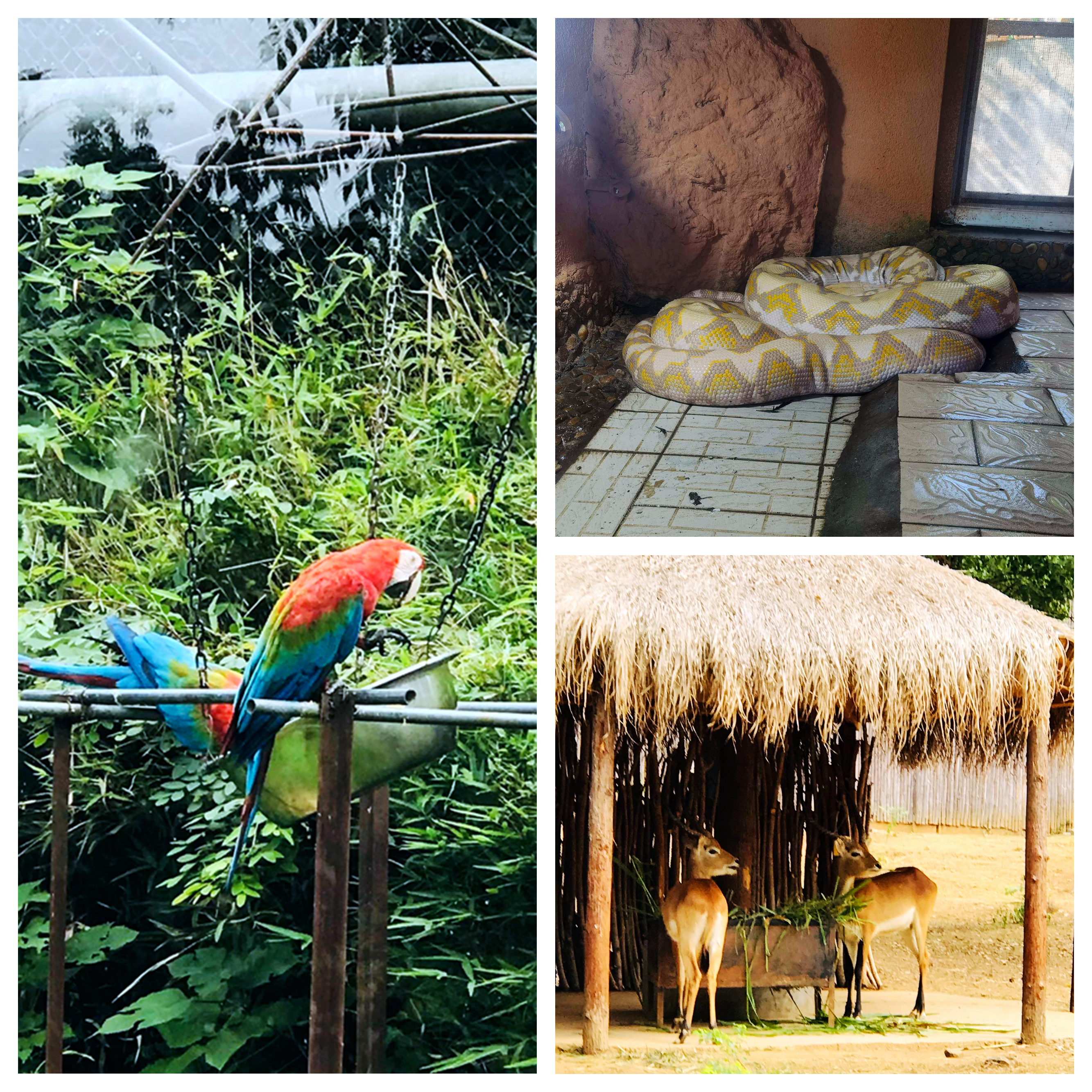 合肥野生动物园带孩子去攻略,合肥野生动物园游玩时间