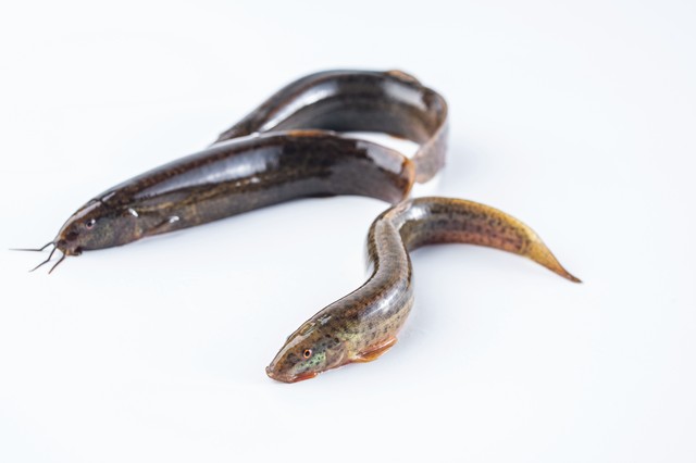 养殖泥鳅一亩赚多少钱了,一亩养殖3000000尾泥鳅视频