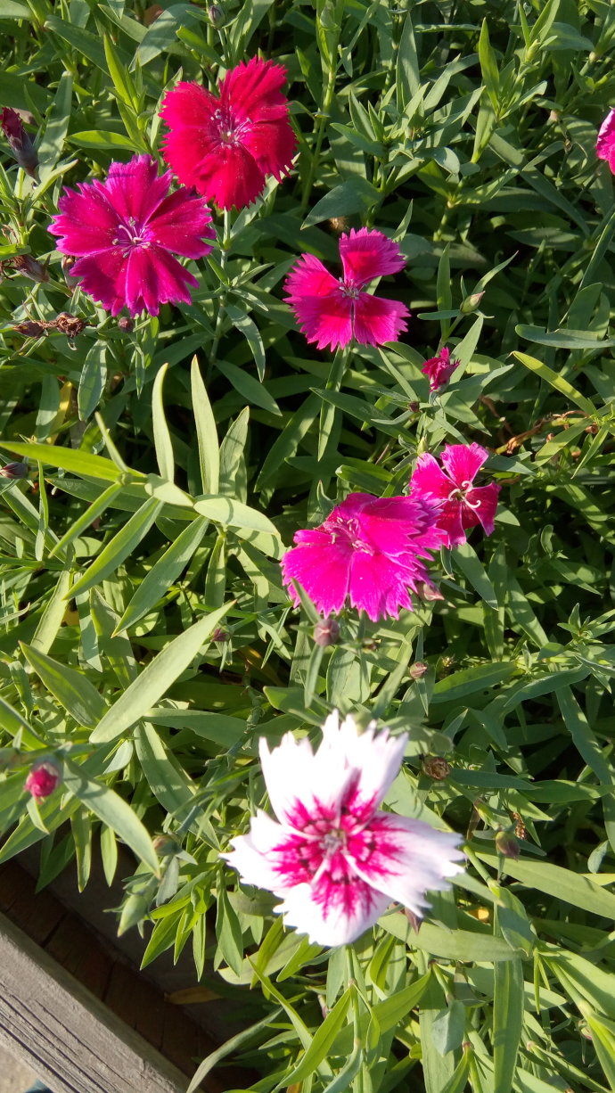 春游观赏的花有哪些,春天赏花什么花好看