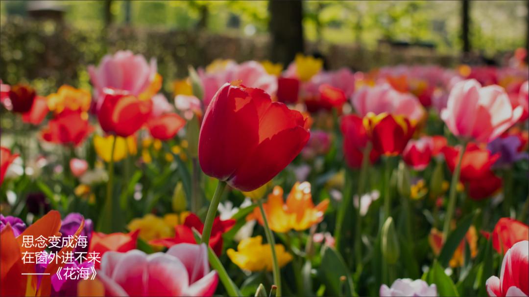 关于情人节的花式陷阱|冷段子2428去年今日2070