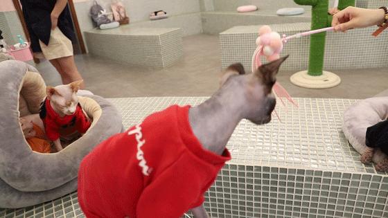 寿命最短的猫排名,寿命最短的猫